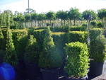 Dsc01930