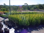 Dsc01933